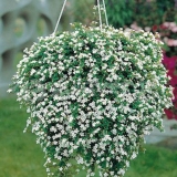 Bacopa ampelous: fotografija cvijeća, uzgoj iz sjemena, sadnja i njega, recenzije